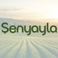 Şenyayla 4'lü Paket ve Organik Coğrafi İşaretli Memecik Zeytinyağı